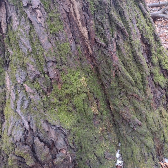 Meet your Posher, Leah - Picture 1 of 1